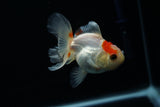 Thai Oranda  Red White 3 Inch (ID#806To5a-48) Free2Day SHIPPING