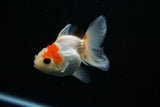 Thai Oranda  Red White 3 Inch (ID#806To5a-48) Free2Day SHIPPING