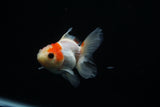 Thai Oranda  Red White 3 Inch (ID#806To5a-48) Free2Day SHIPPING