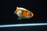 Juvenile Ranchu  Calico 3 Inch (ID#802R5b-50) Free2Day SHIPPING