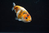 Juvenile Ranchu  Calico 3 Inch (ID#802R5b-50) Free2Day SHIPPING