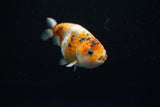 Juvenile Ranchu  Calico 3 Inch (ID#802R5b-50) Free2Day SHIPPING