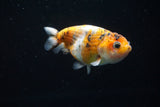 Juvenile Ranchu  Calico 3 Inch (ID#802R5b-50) Free2Day SHIPPING