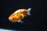 Juvenile Ranchu  Calico 3 Inch (ID#802R5b-50) Free2Day SHIPPING