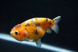 Juvenile Ranchu  Calico 3 Inch (ID#802R5b-50) Free2Day SHIPPING