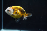 Juvenile Ranchu  Calico 3 Inch (ID#802R5b-51) Free2Day SHIPPING