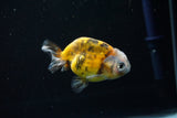 Juvenile Ranchu  Calico 3 Inch (ID#802R5b-51) Free2Day SHIPPING