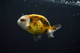 Juvenile Ranchu  Calico 3 Inch (ID#802R5b-51) Free2Day SHIPPING