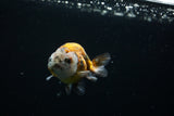 Juvenile Ranchu  Calico 3 Inch (ID#802R5b-51) Free2Day SHIPPING