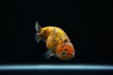 Juvenile Ranchu  Calico 3 Inch (ID#802R5b-52) Free2Day SHIPPING