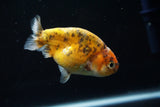 Juvenile Ranchu  Calico 3 Inch (ID#802R5b-52) Free2Day SHIPPING