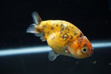 Juvenile Ranchu  Calico 3 Inch (ID#802R5b-52) Free2Day SHIPPING