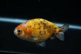 Juvenile Ranchu  Calico 3 Inch (ID#802R5b-52) Free2Day SHIPPING