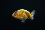 Juvenile Ranchu  Calico 3 Inch (ID#802R5b-53) Free2Day SHIPPING