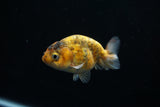 Juvenile Ranchu  Calico 3 Inch (ID#802R5b-53) Free2Day SHIPPING