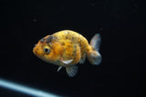 Juvenile Ranchu  Calico 3 Inch (ID#802R5b-53) Free2Day SHIPPING