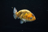 Juvenile Ranchu  Calico 3 Inch (ID#802R5b-53) Free2Day SHIPPING