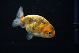 Juvenile Ranchu  Calico 3 Inch (ID#802R5b-53) Free2Day SHIPPING