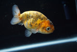 Juvenile Ranchu  Calico 3 Inch (ID#802R5b-53) Free2Day SHIPPING