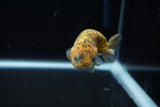 Juvenile Ranchu  Calico 3 Inch (ID#802R5b-55) Free2Day SHIPPING