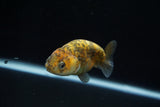 Juvenile Ranchu  Calico 3 Inch (ID#802R5b-55) Free2Day SHIPPING