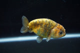 Juvenile Ranchu  Calico 3 Inch (ID#802R5b-55) Free2Day SHIPPING