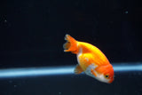 Baby Ranchu  Red White 2.5 Inch (ID#315R9b-35) Free2Day SHIPPING