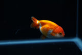 Baby Ranchu  Red White 2.5 Inch (ID#315R9b-35) Free2Day SHIPPING