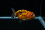 Juvenile Ranchu  Calico 3 Inch (ID#802R5b-58) Free2Day SHIPPING