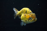 Ranchu  Calico 4 Inch (ID#806R5b-49) Free2Day SHIPPING