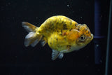 Ranchu  Calico 4 Inch (ID#806R5b-49) Free2Day SHIPPING