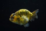 Ranchu  Calico 4 Inch (ID#806R5b-49) Free2Day SHIPPING