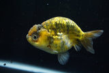 Ranchu  Calico 4 Inch (ID#806R5b-49) Free2Day SHIPPING