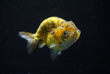 Ranchu  Calico 4 Inch (ID#806R5b-49) Free2Day SHIPPING