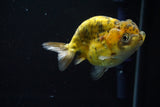 Ranchu  Calico 4 Inch (ID#806R5b-49) Free2Day SHIPPING