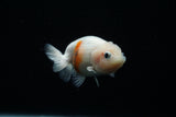 Ranchu  Calico 3 Inch (ID#806R5b-50) Free2Day SHIPPING