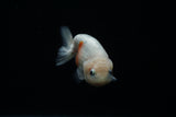 Ranchu  Calico 3 Inch (ID#806R5b-50) Free2Day SHIPPING