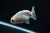 Ranchu  Calico 3 Inch (ID#806R5b-50) Free2Day SHIPPING