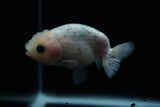 Ranchu  Calico 3 Inch (ID#806R5b-50) Free2Day SHIPPING