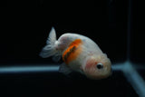 Ranchu  Calico 3 Inch (ID#806R5b-50) Free2Day SHIPPING