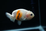 Ranchu  Calico 3 Inch (ID#806R5b-50) Free2Day SHIPPING