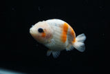 Ranchu  Calico 3 Inch (ID#806R5b-51) Free2Day SHIPPING