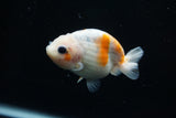 Ranchu  Calico 3 Inch (ID#806R5b-51) Free2Day SHIPPING