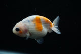 Ranchu  Calico 3 Inch (ID#806R5b-51) Free2Day SHIPPING