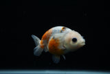 Ranchu  Calico 3 Inch (ID#806R5b-51) Free2Day SHIPPING