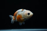 Ranchu  Calico 3 Inch (ID#806R5b-51) Free2Day SHIPPING