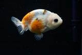 Ranchu  Calico 3 Inch (ID#806R5b-51) Free2Day SHIPPING