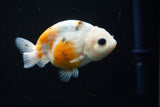 Ranchu  Calico 3 Inch (ID#806R5b-51) Free2Day SHIPPING