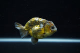 Ranchu  Calico 3.5 Inch (ID#806R5b-52) Free2Day SHIPPING