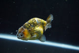 Ranchu  Calico 3.5 Inch (ID#806R5b-52) Free2Day SHIPPING